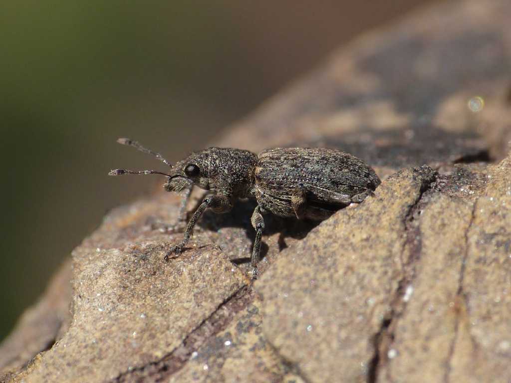 Coelositona cinerascens (cfr.)  - Tolfa (RM)